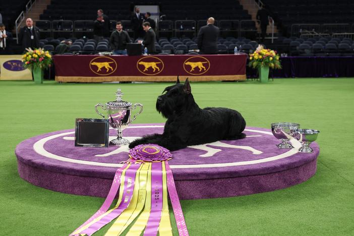 Monty the Giant schnauzer won Best in Show at the 149th Annual Westminster Kennel Club Dog Show at Madison Square Garden on Tuesday in New York City.