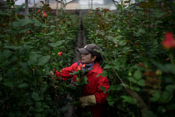 A worker picks roses at a flower farm in Chia, Cundinamarca department, Colombia, on Jan. 29.