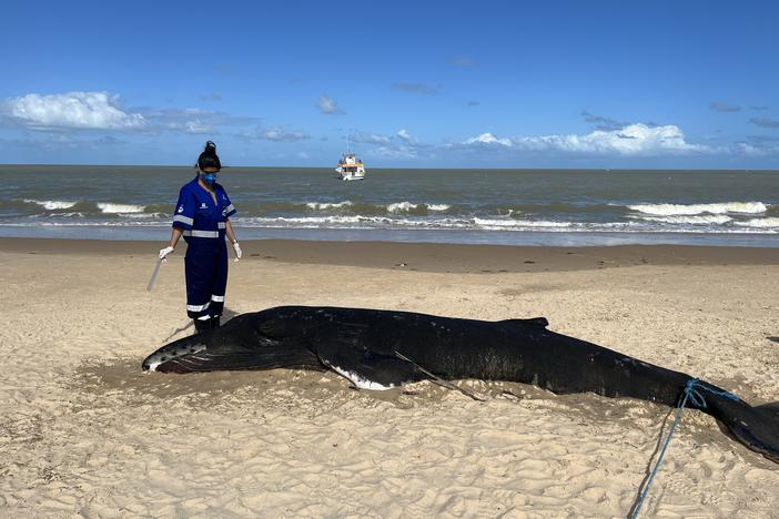 Kamilla Souza getting ready to study the brain of this beached whale.