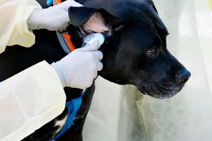 Drugs and medical devices for pets and other animals go through approval processes through the FDA. Staff handling parts of this work lost their jobs in the recent round of firings from the Trump administration.