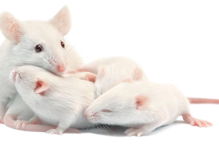 Baby mice make ultrasonic chirps to get their mother's attention.