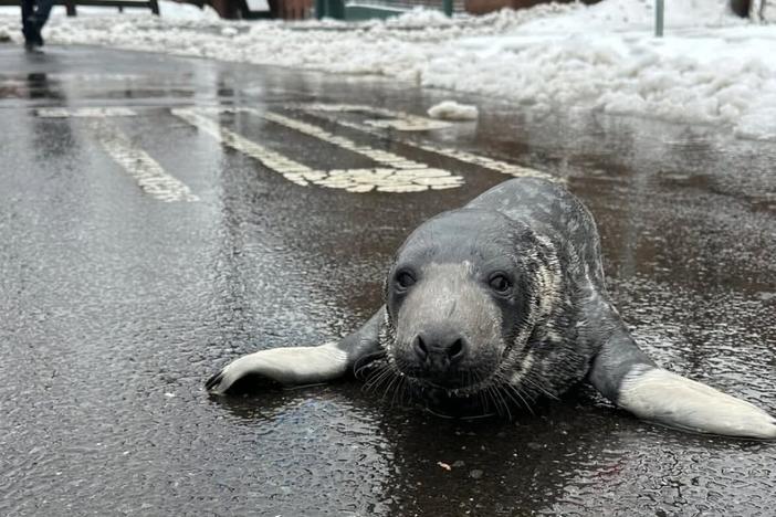 A baby seal was rescued from New Haven, Conn., over the weekend. The pup, believed to be a few weeks old, is now recovering at the nearby Mystic Aquarium.