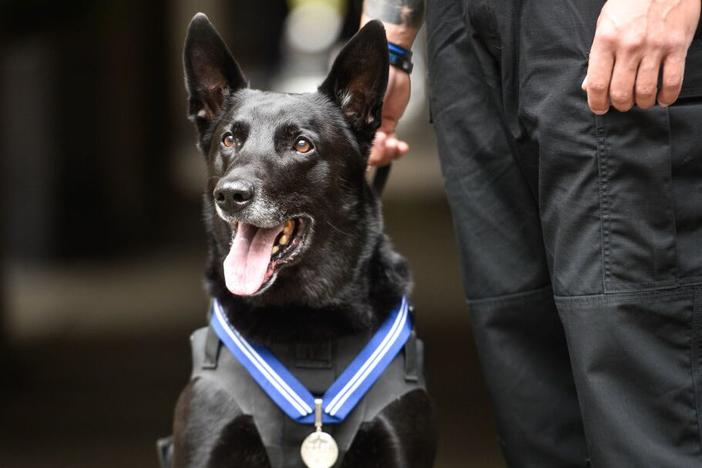Hurricane during a PDSA's Order of Merit ceremony in London. He was awarded for protecting White House grounds and also being a good boy.