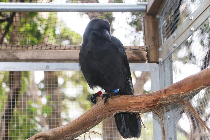 Facing extinction in the wild, Hawaiian crows were brought into captivity to save them. Now, a small group is being released.
