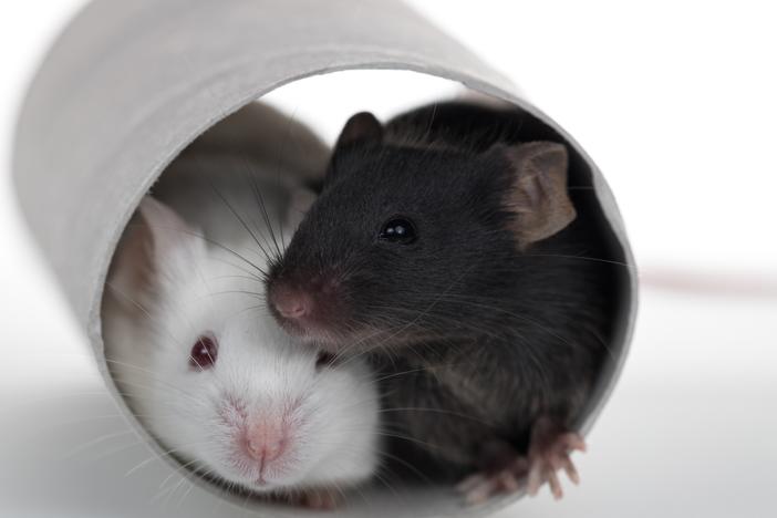 Mice may exhibit revival-like behaviors to help unconscious cage mates.