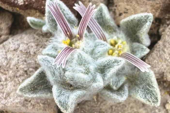 A close-up view of the wooly devil, a new species and genus identified in Big Bend National Park in Texas.