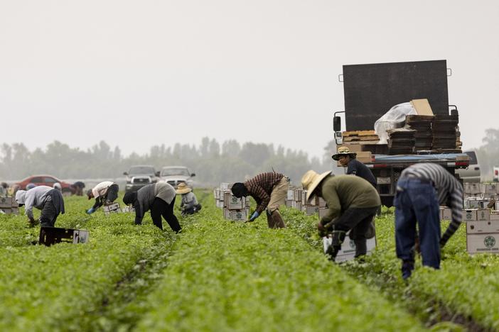 Farmworkers pick cilantro in a field early in the morning mist in Southern California in July 2024.