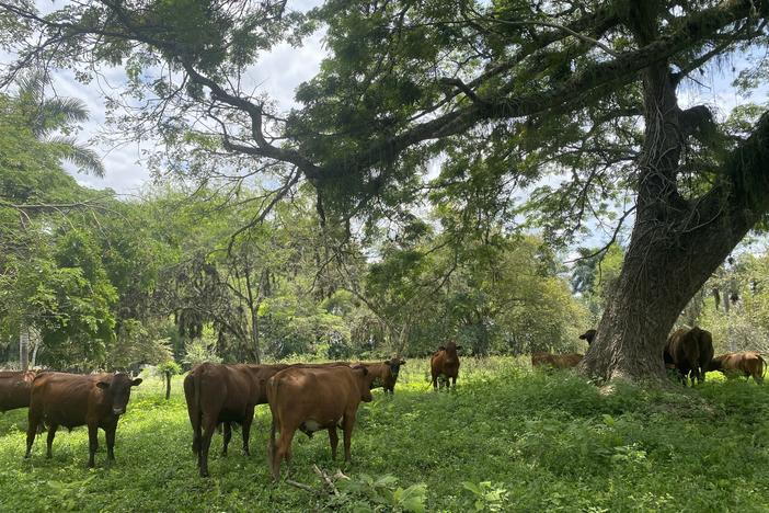 A herd of brown cows gather under trees at the El Hatico farm near Cali, Colombia. Researchers think that this type of silvopasture could reduce deforestation in Latin America.