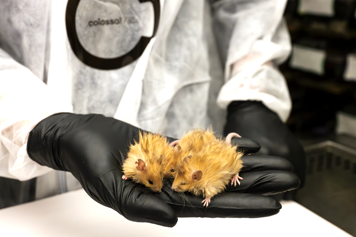 A woolly mouse, a breed created by scientists using genetic engineering. The development is a first step toward reviving a version of the extinct woolly mammoth.