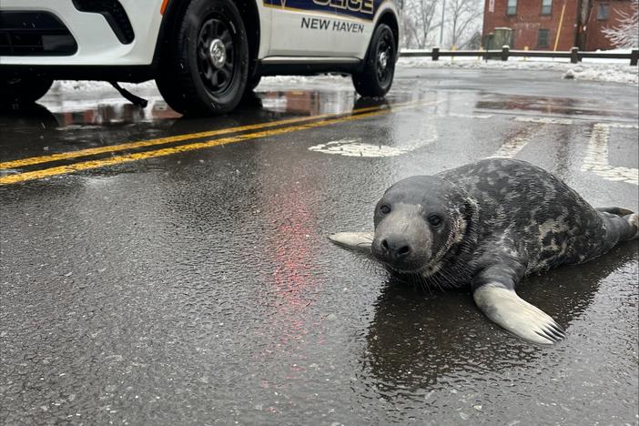 The Mystic Aquarium announced the death of Chappy, who was rescued from downtown New Haven, Conn., in mid-February.