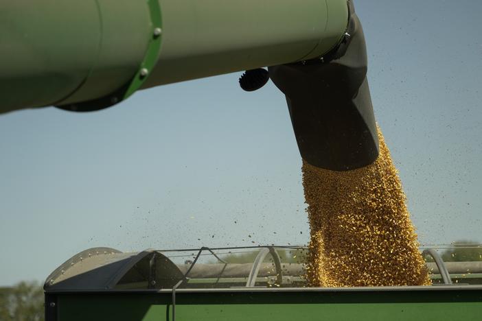 Harvested corn grain is dumped into a grain wagon on Oct. 10, 2023, at a farm near Allerton, Illinois.