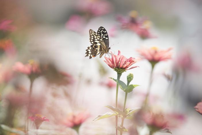A new report finds butterfly populations are declining in the U.S.