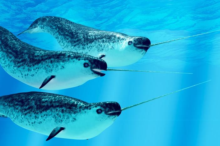 Narwhal whales live in social groups called pods and live in the Arctic ocean. Experts disagree on the purpose of males' tusks.