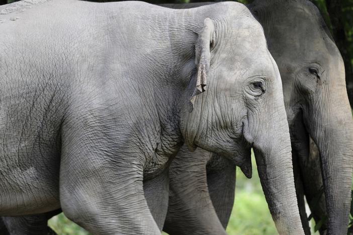 In this photo taken between 2020- 2021 and released by Fauna & Flora, elephants roam at Prey Lang Wildlife Sanctuary in Preah Vihear province, Cambodia.