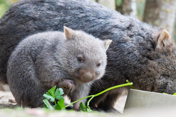 Wombats at the Hannover Zoo in Germany. Sam Jones, a self-described outdoor enthusiast with a large social media following, was widely criticized in Australia after briefly yanking a wombat joey away from its mother in the night.