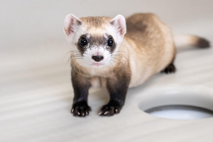 A baby black-footed ferret clone born at the National Black-Footed Ferret Conservation Center, in Carr, Colo., in 2024. The center, which is part of the Interior Department, is facing severe financial pressure due to budget cuts driven by the new Trump administration.