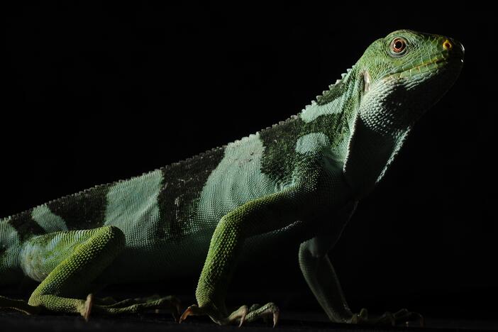 A Fiji Island iguana is seen at the Smithsonian National Zoological Park in Washington, D.C.  A new study suggests these iguanas reached the tropical island by crossing thousands of miles of ocean.