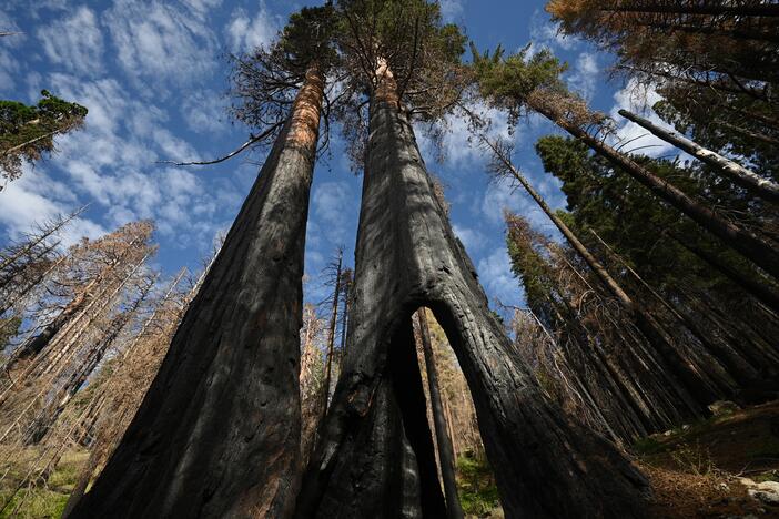 Giant Sequoia trees with basal burns from wildfires are seen in the Giant Sequoia tree and mixed conifer forest of the Redwood Mountain Grove in Kings Canyon National Park on the western slope of California's Sierra Nevada mountains, on Aug. 24, 2023.