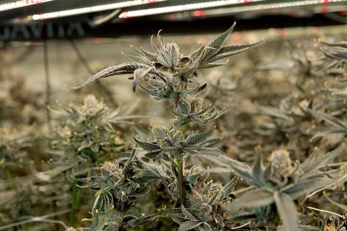 Cannabis plants at Vibe Cultivators, an indoor growing facility and dispensary in Sacramento, Calif., are about 2 weeks away from harvest. California's cannabis regulator inspects facilities like this regularly in an effort to keep contaminants out of the weed supply.