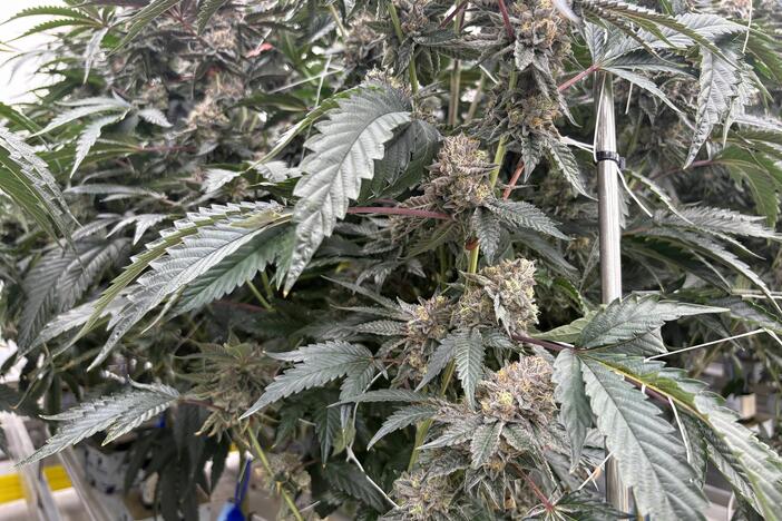 An assortment of aromas fill the air at the District Cannabis grow facility in Hagerstown, Md.