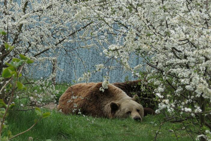 Bear Michal sleeps on the ground at Bear Sanctuary Müritz in Germany in May 2015.