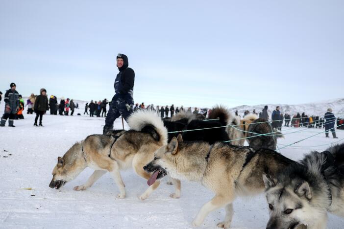 A musher walks with his Greenlandic sled dogs on March 8 after completing a dog sled race to determine which contestant attends the national competition in Ilulissat, Greenland.