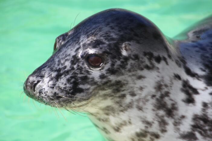 Trish, a juvenile gray seal, was one of the seals featured in a new study that looks at the mammals' oxygen-sensing abilities.