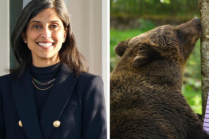From left: a second lady, a brown bear, a comedian.
