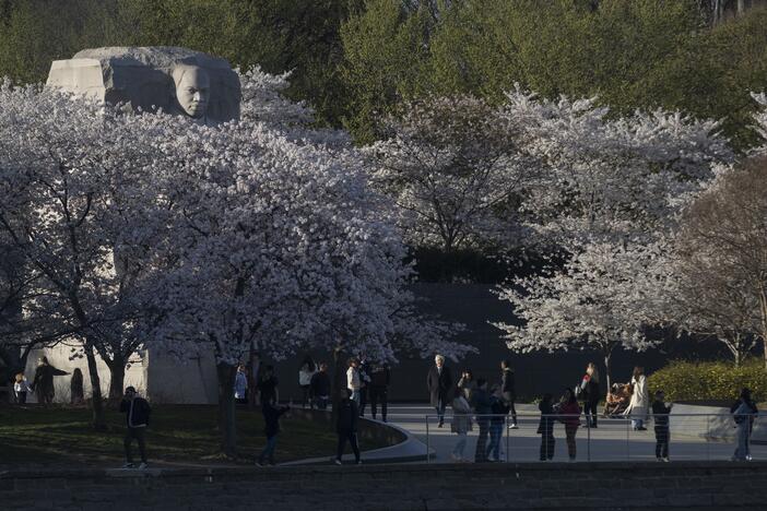 The cherry trees at the Tidal Basin in Washington, D.C., are nearing peak bloom, and the crowds were out on Wednesday to enjoy the display.
