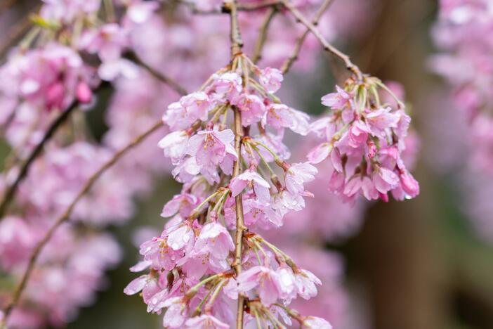 Cherry blossoms on a tree at the Portland Japanese Garden in Portland on March 27.