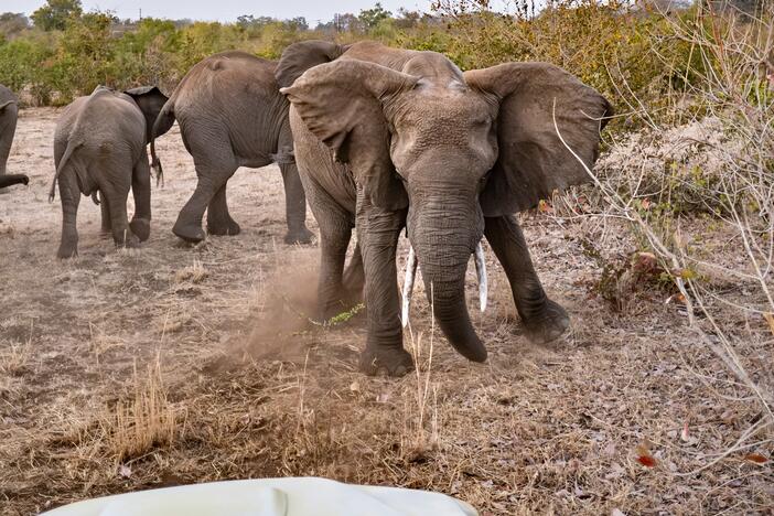 An elephant prepares to "mock charge" the CATS Elephant Response Team's vehicle as the team attempt to drive it away from the town of Livingstone and back towards the Mosi-oa-Tunya National Park.