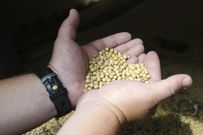 In this 2018 photo, Minnesota soybean farmer Michael Petefish holds soybeans from his farm  in southern Minnesota. At that time, American farmers, like now, were worried about the possibility of an escalating trade war after tariffs were imposed on imports during the first Trump administration.