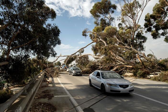 Cars drive under a tree toppled by wind in Ventura, Calif. on Jan. 19, 2021.