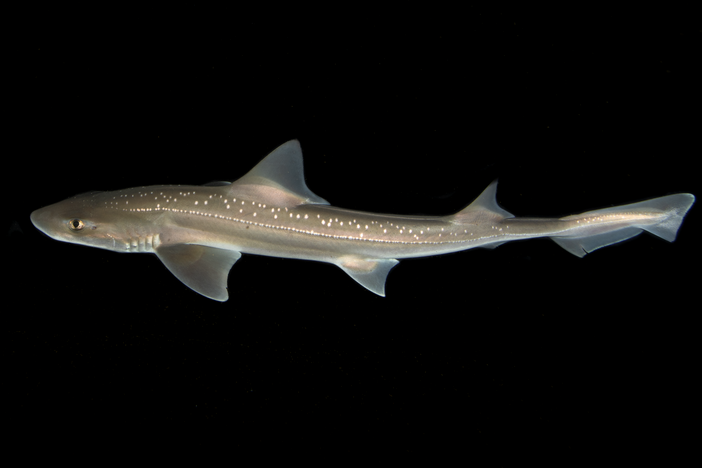 The rig shark is a small species of shark, growing to just about 5 feet in length. Scientists found it made a sound like a crackle of electricity when held.