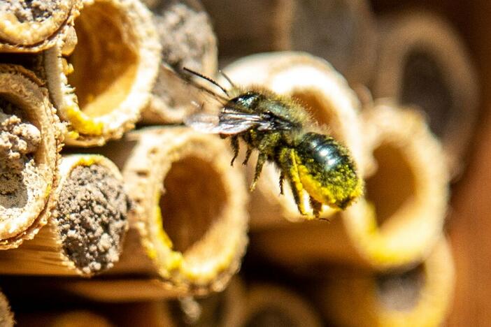 A mason bee is pictured. The bees are known as good pollinators.