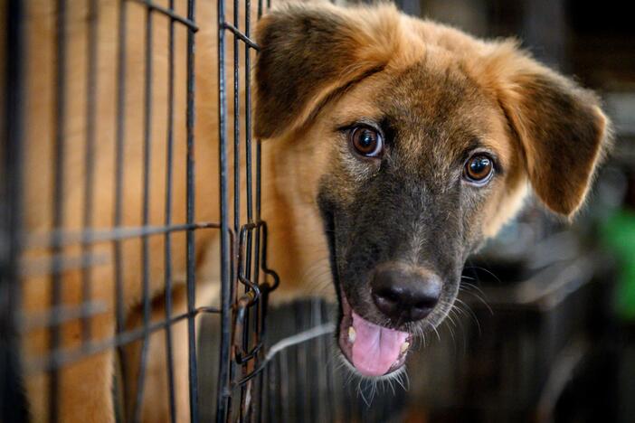A dog looks out from a cage at Auntie Ju's shelter for stray dogs on the outskirts of Bangkok on April 6, 2020.