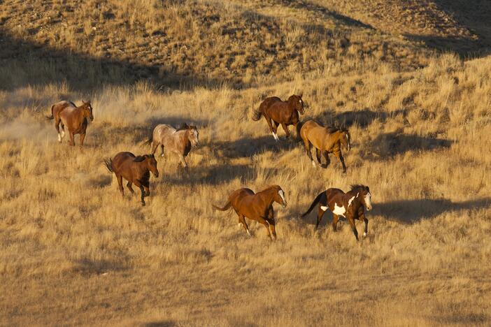 Horses are exceptional athletes, able to push their large bodies farther and faster than many other animals.