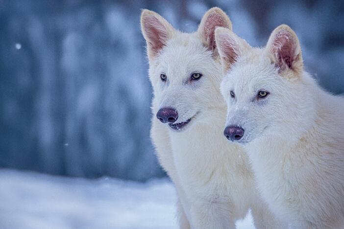 Romulus and Remus, the pups with dire wolf traits that were bred by Colossal Biosciences, are pictured at three months old.