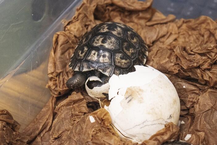 A Western Santa Cruz Galapagos tortoise hatchling is shown, one of four that hatched recently at the Philadelphia Zoo.