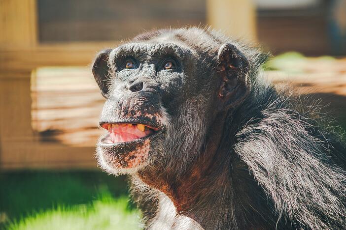 Al is one of the former research chimpanzees recently moved to a chimp sanctuary in Louisiana.