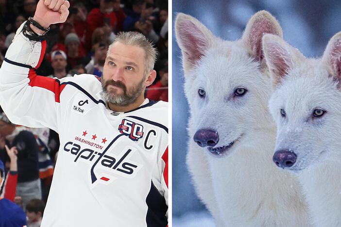 From left: the president, a record breaker, genetically modified wolves.
