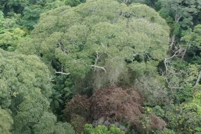 Researchers studying lightning's effects on Panama's forests found that one tree, <em>Dipteryx oleifera, </em>often survives being hit by lightning — and even benefits from the overall effects. One of the trees is seen here at center, four weeks after it was hit by a lightning strike that killed neighboring trees (the brown mass at lower center).