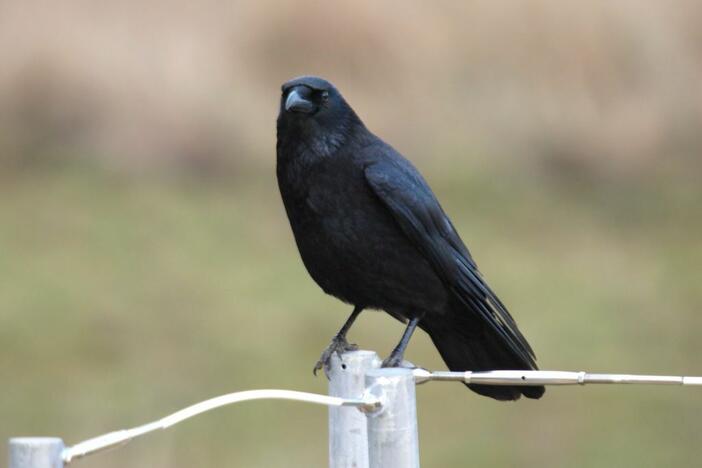 Carrion crows can distinguish some geometric patterns.