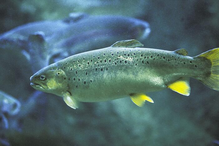Atlantic Salmon, salmo salar, Adult, Quebec in Canada