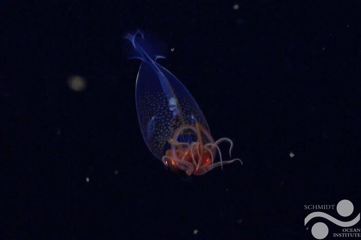This is the first confirmed live observation of the colossal squid, <em>Mesonychoteuthis hamiltoni</em>, in its natural habitat. The team on Schmidt Ocean Institute's Research Vessel Falkor captured footage of the nearly one foot squid at a depth of 1,968 feet, using their remotely operated vehicle "SuBastian" on March 9, during an Ocean Census flagship expedition searching for new marine life.