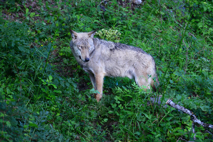 In the visitor center in the town of Civitella Alfedena inside Italy's National Park of Abruzzo, Lazio, and Molise, you can see wolves rescued inside the park.