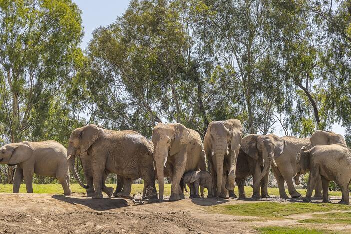 Elephants at the San Diego Zoo Safari Park in Escondido, Calif., quickly formed an "alert circle" to protect their young following Monday's 5.2 magnitude earthquake.