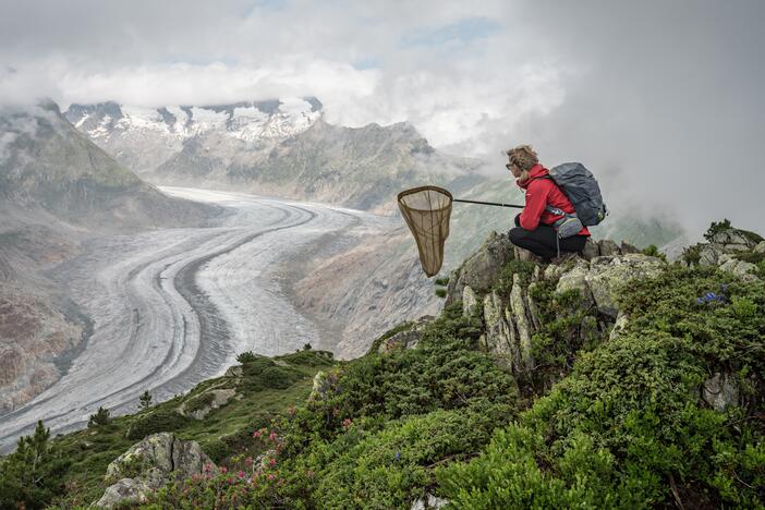 Raluca collects butterflies for the Worldwide Painted Lady Migration Project. As drought scorches Europe, Painted Lady butterflies find blooming flowers in the moist air near melting glaciers in Switzerland.