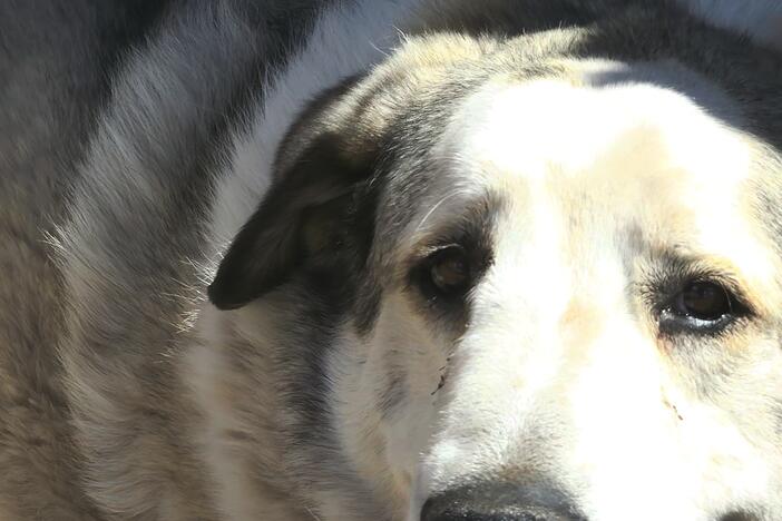Buford, an Anatolian Pyrenees, found 2-year-old Boden Allen nearly seven miles from the boy's home.