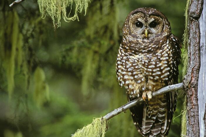 Northern spotted owls are one of many species whose habitat was historically protected by the Endangered Species Act.